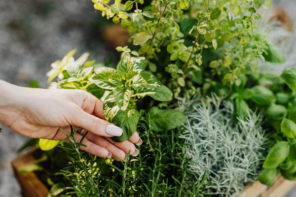 Les meilleurs conseils pour entretenir un jardin d'aromatiques et médicinales